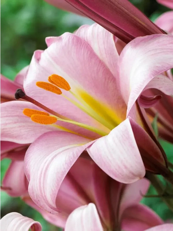 Лилия Пинк Планет 